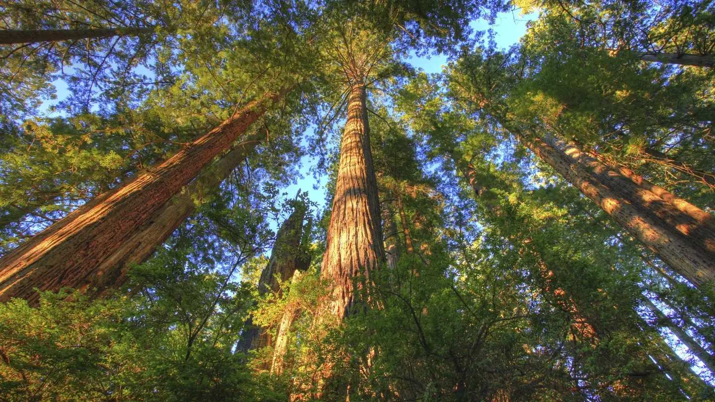 Salmon Pass Trail Docent Guided Hiking Tours
