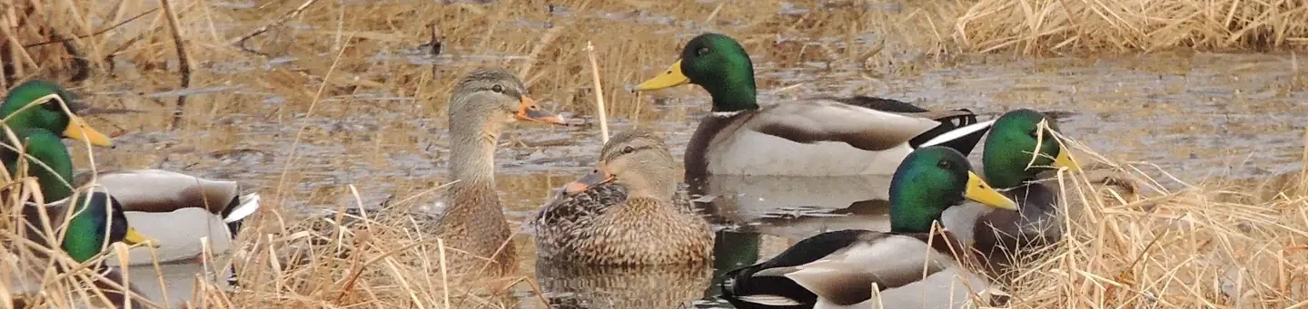 Blackwater National Wildlife Refuge Waterfowl Hunt Permits