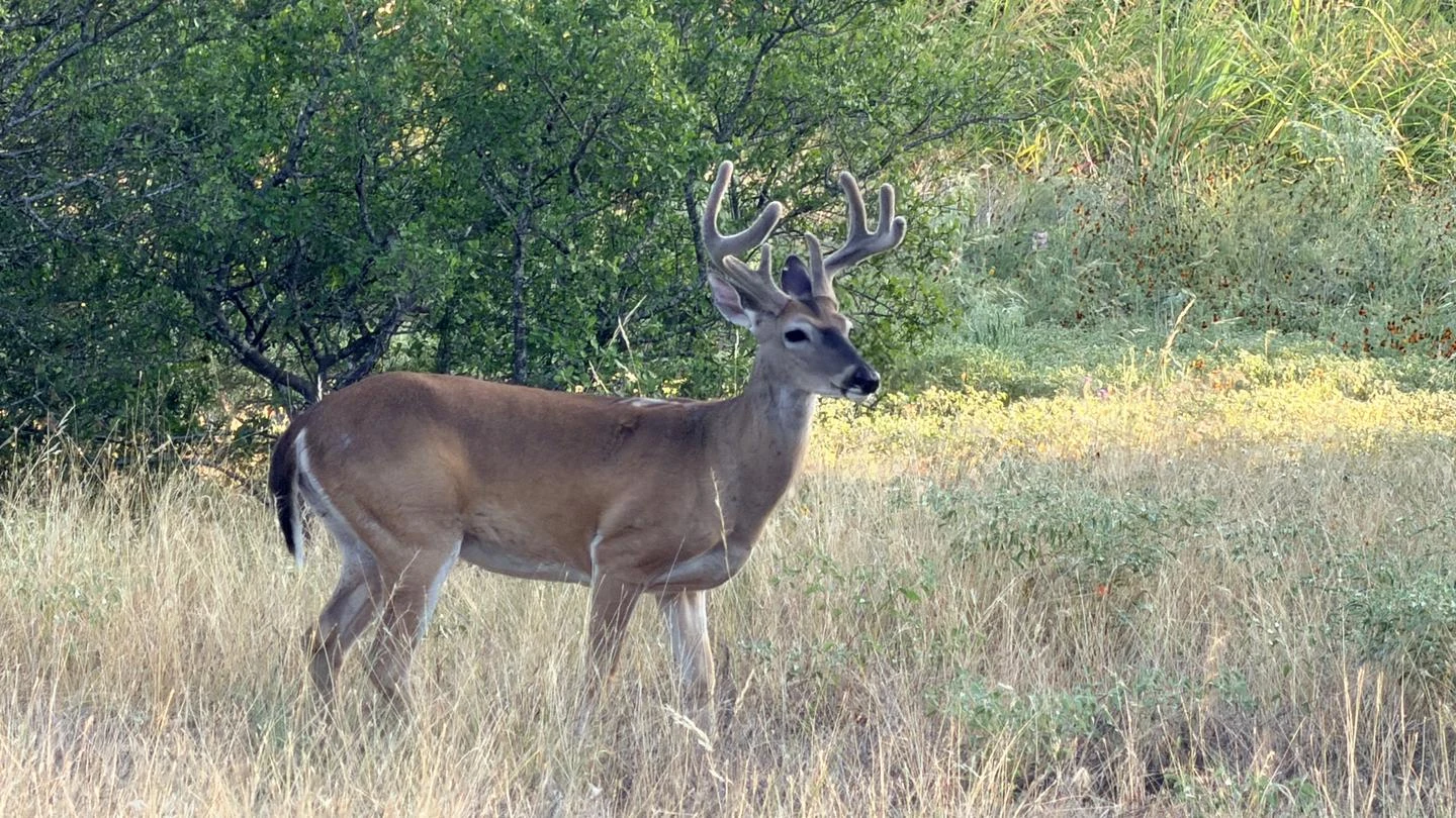 Lake Georgetown Archery Deer Hunt Permits