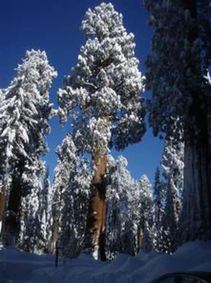 Lodgepole Campground-Sequoia and Kings Canyon National Park