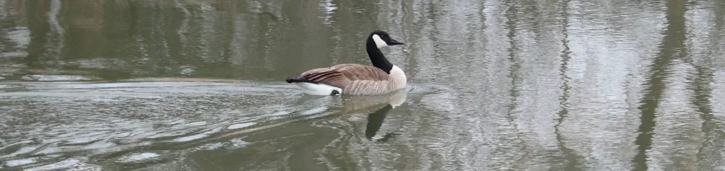85