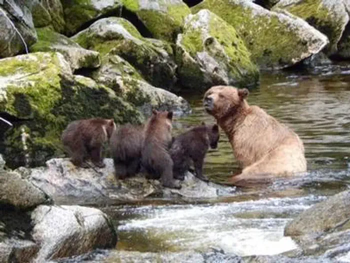 Anan Wildlife Observatory Permits