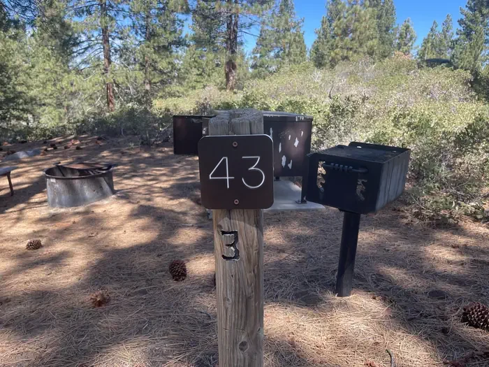 43