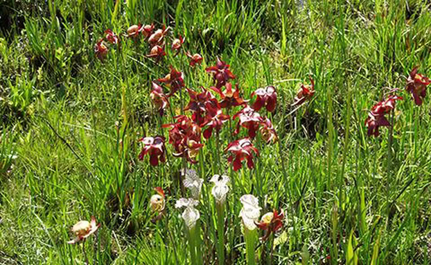 Weeks Bay National Estuarine Research Reserve