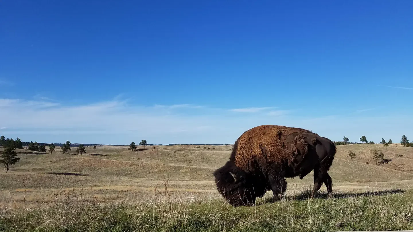 Wind Cave National Park Tours