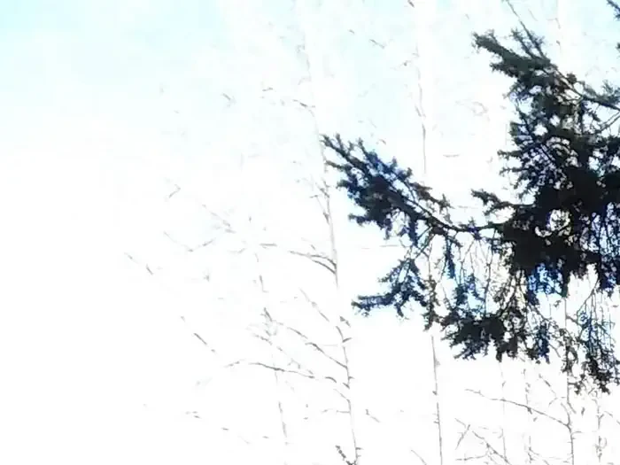 006