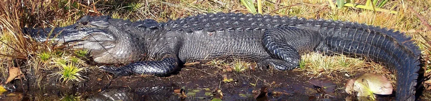 Okefenokee National Wildlife Refuge