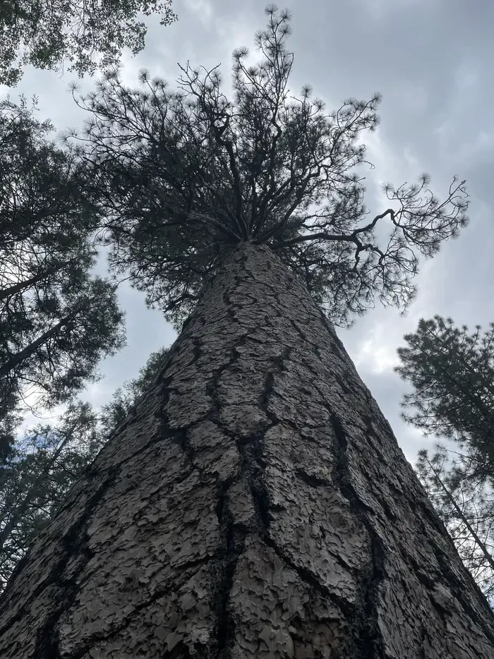Wawona Campground