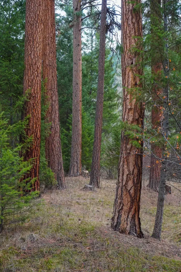 Alta Campground