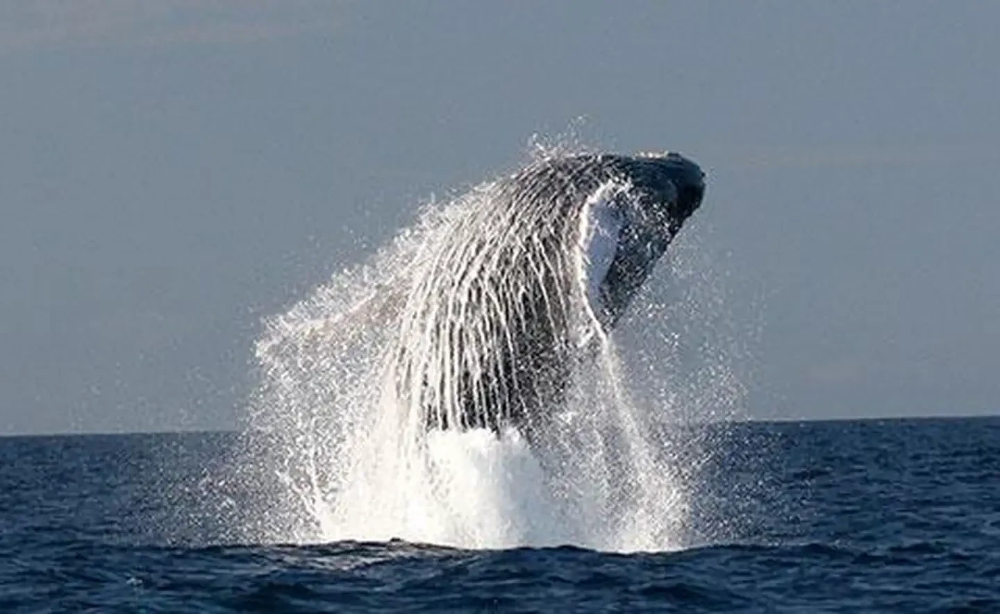Hawaiian Islands Humpback Whale National Marine Sanctuary