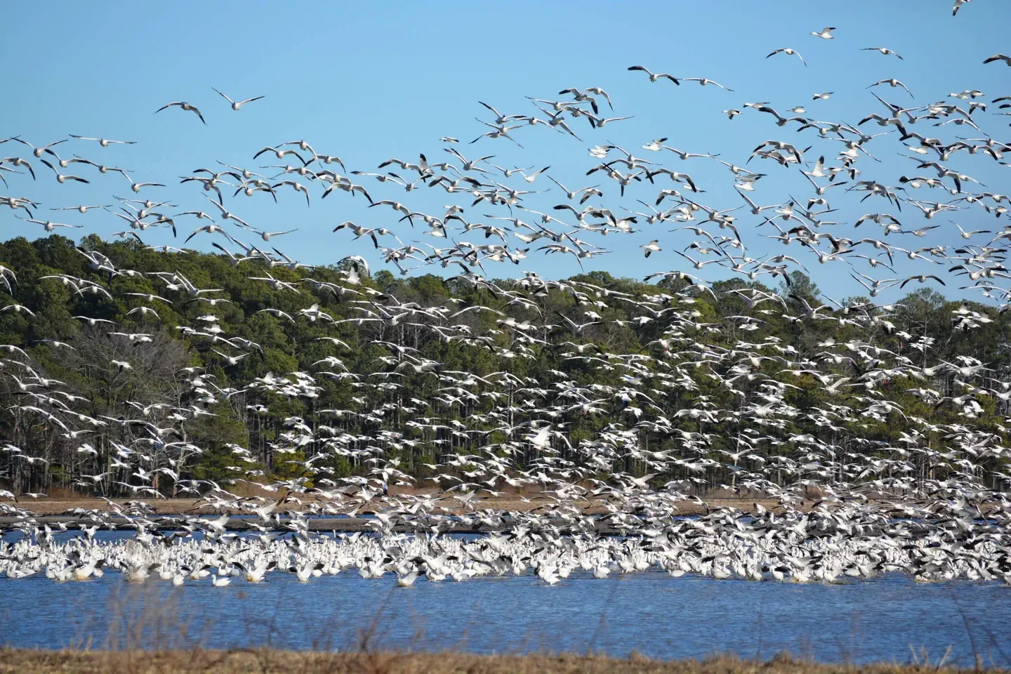 Blackwater National Wildlife Refuge Deer Hunt Permits