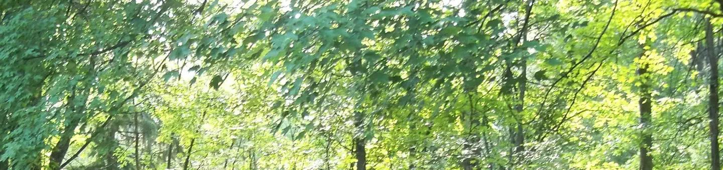 H33