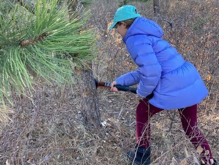 Nebraska National Forests and Grasslands Christmas Tree Permit