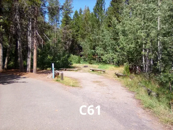 61