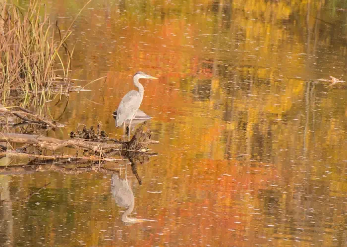Chequamegon-Nicolet NF