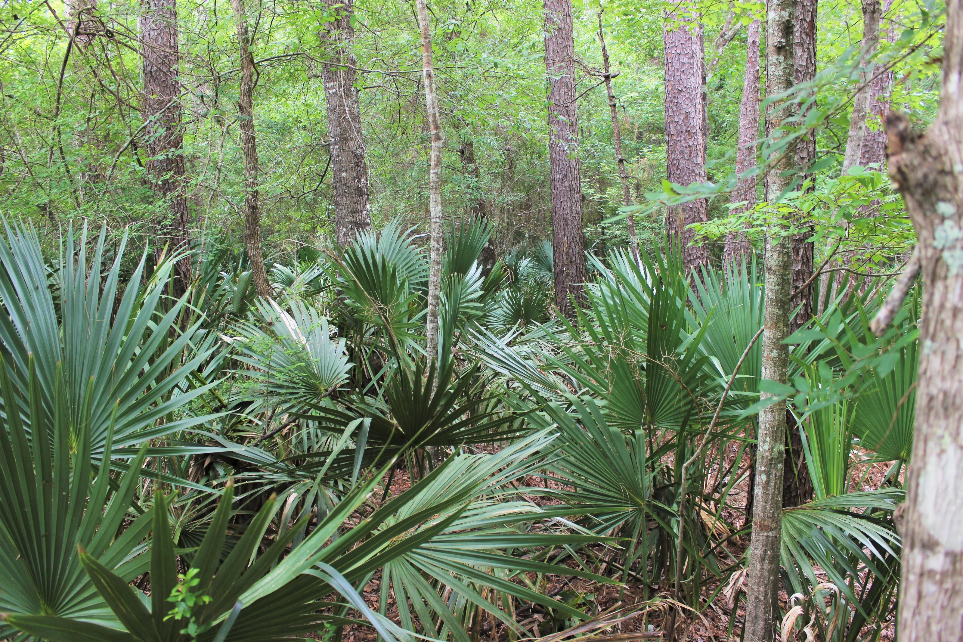Big Thicket National Preserve