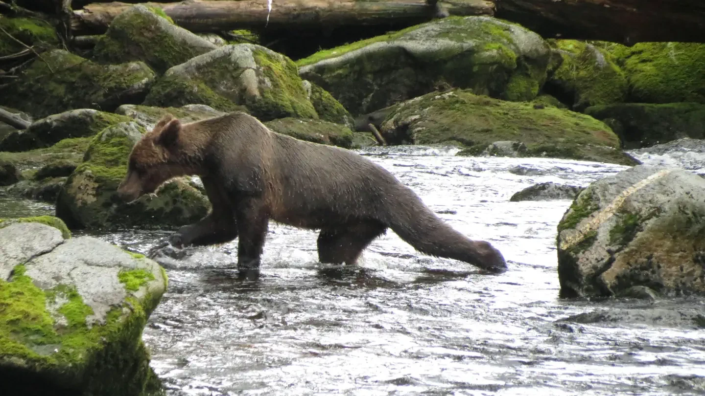 Anan Wildlife Observatory Permits