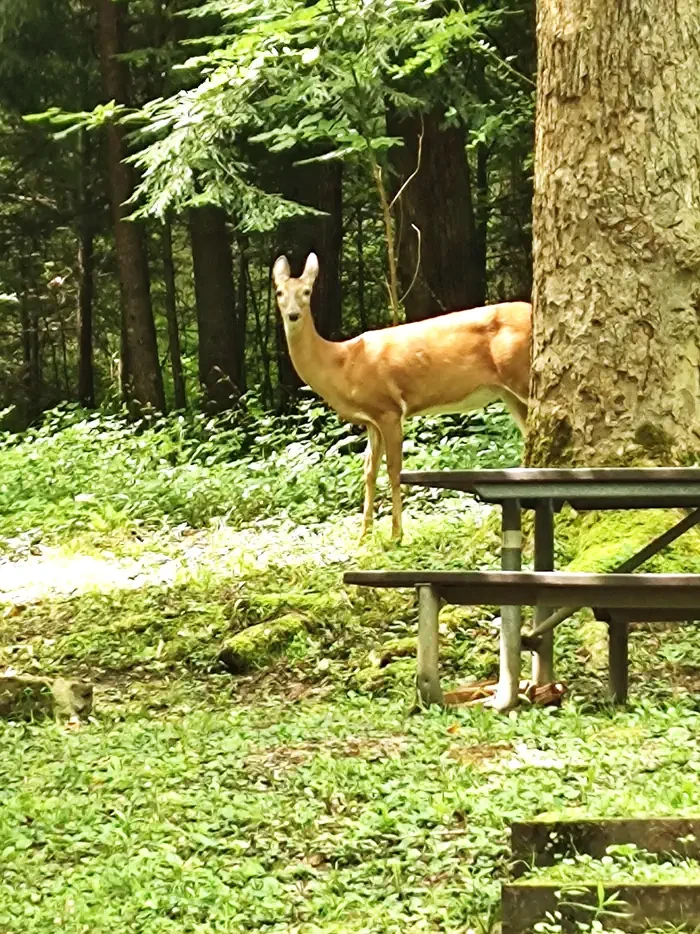 Cosby Campground