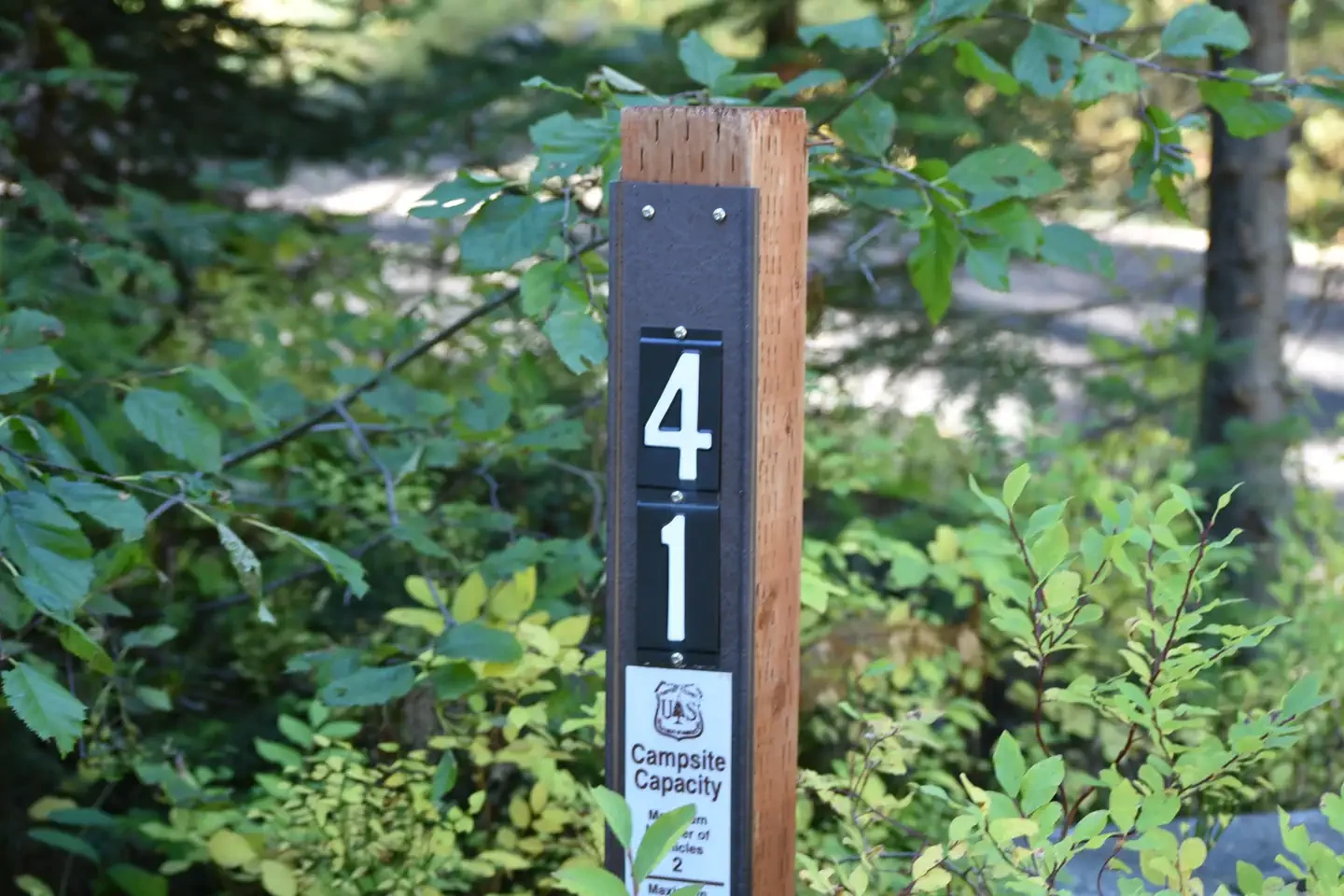 41