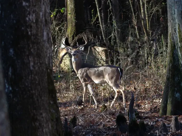 Tennessee Tombigbee Waterway Hunting Permit