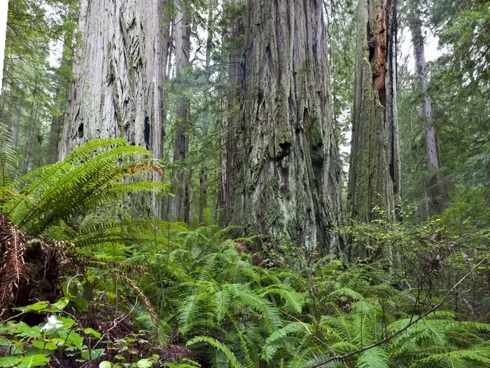 Salmon Pass Trail Docent Guided Hiking Tours