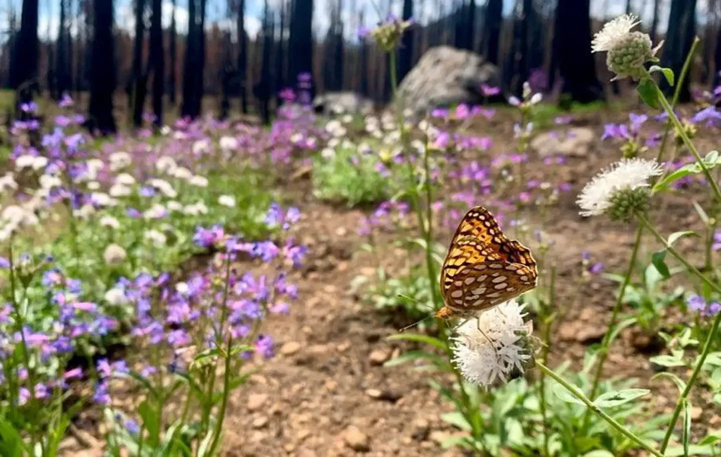 Lassen Volcanic National Park Wilderness Permits