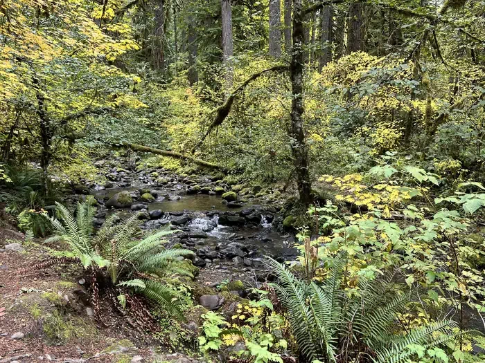 Trout Creek Campground - Willamette (OR)