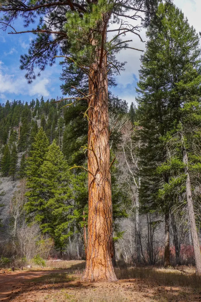 Alta Campground