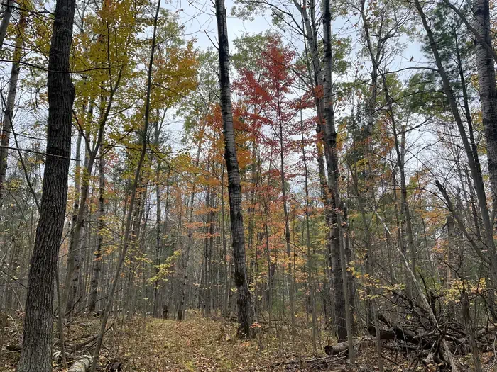 Wakeley Lake Campground
