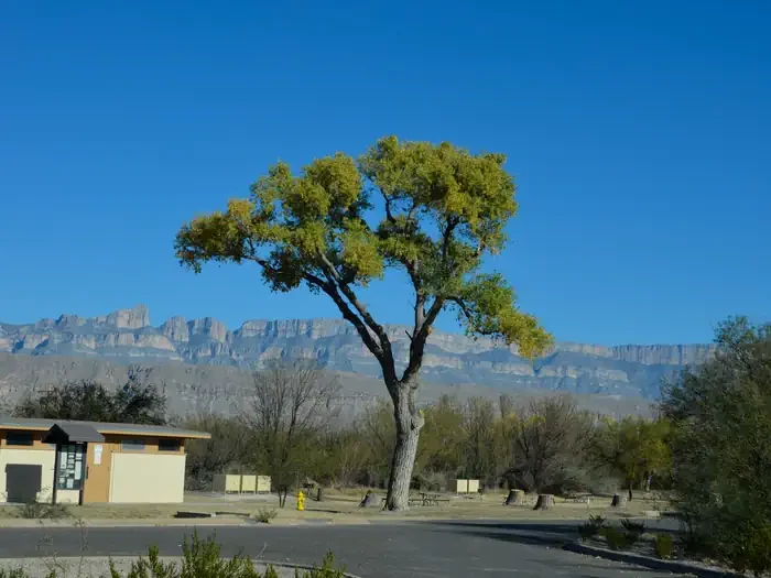 Rio Grande Village Group Campground (Big Bend, TX)