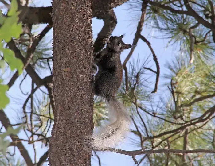 North Rim Campground (AZ)