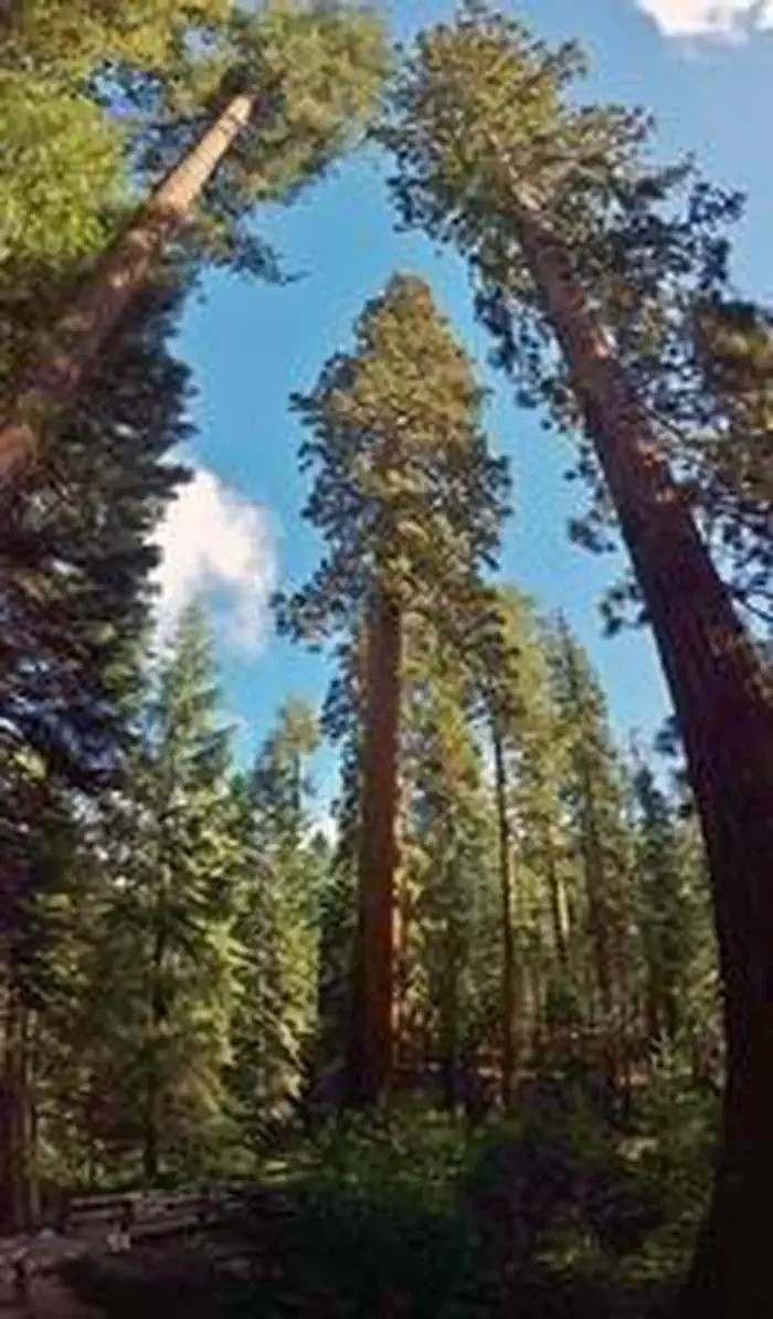 Yosemite National Park