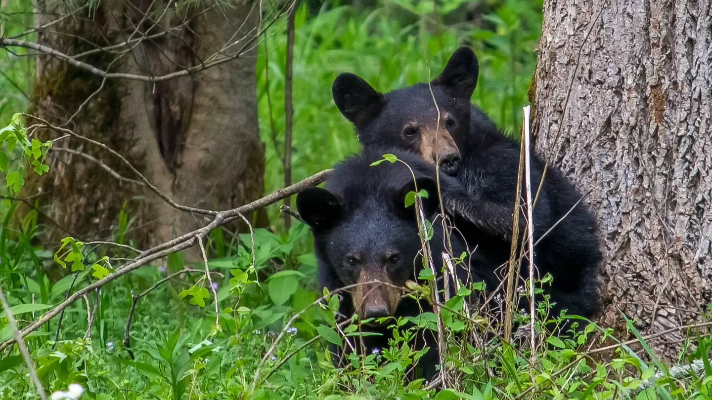 Cades Cove Campground