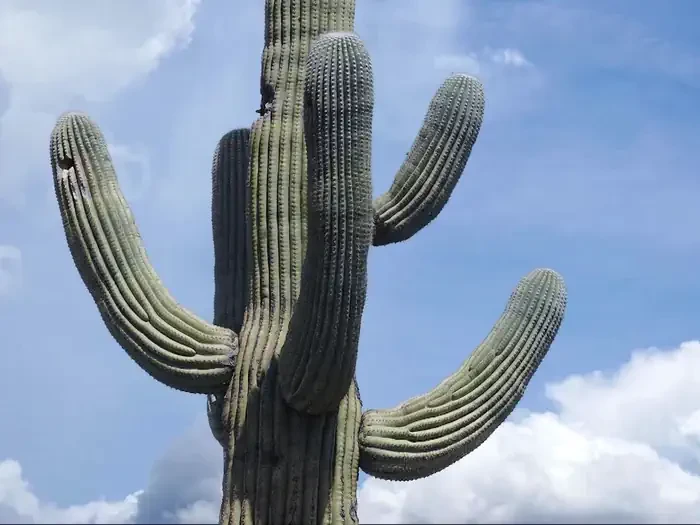 Saguaro National Park Wilderness Permits