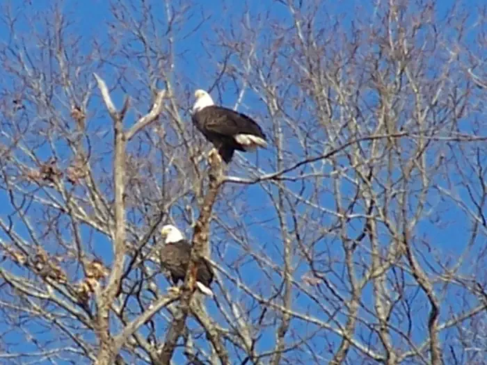 Dale Hollow Lake Eagle Watch
