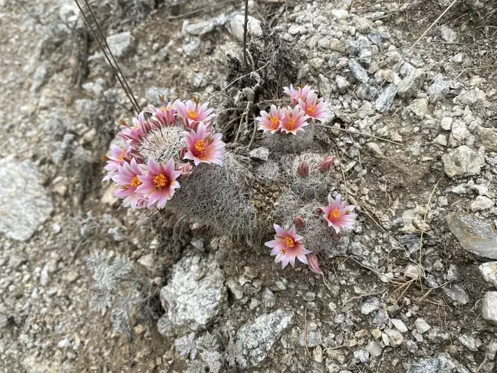 Saguaro National Park Wilderness Permits