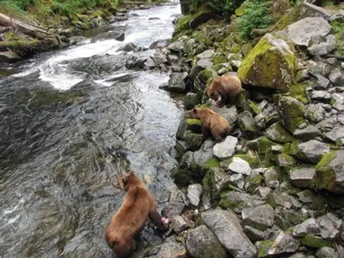 Anan Wildlife Observatory Permits