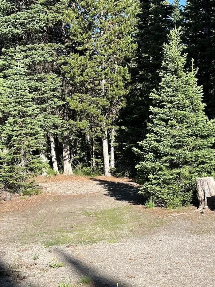 Lewis Lake site #41