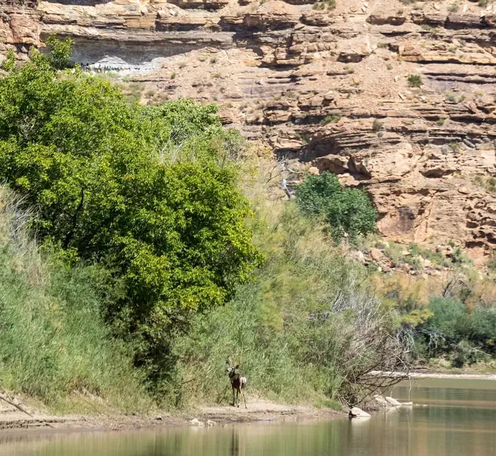 Desolation Gray - Green River Permit