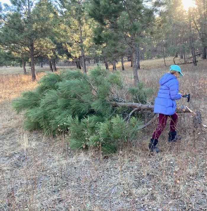 Nebraska National Forests and Grasslands Christmas Tree Permit
