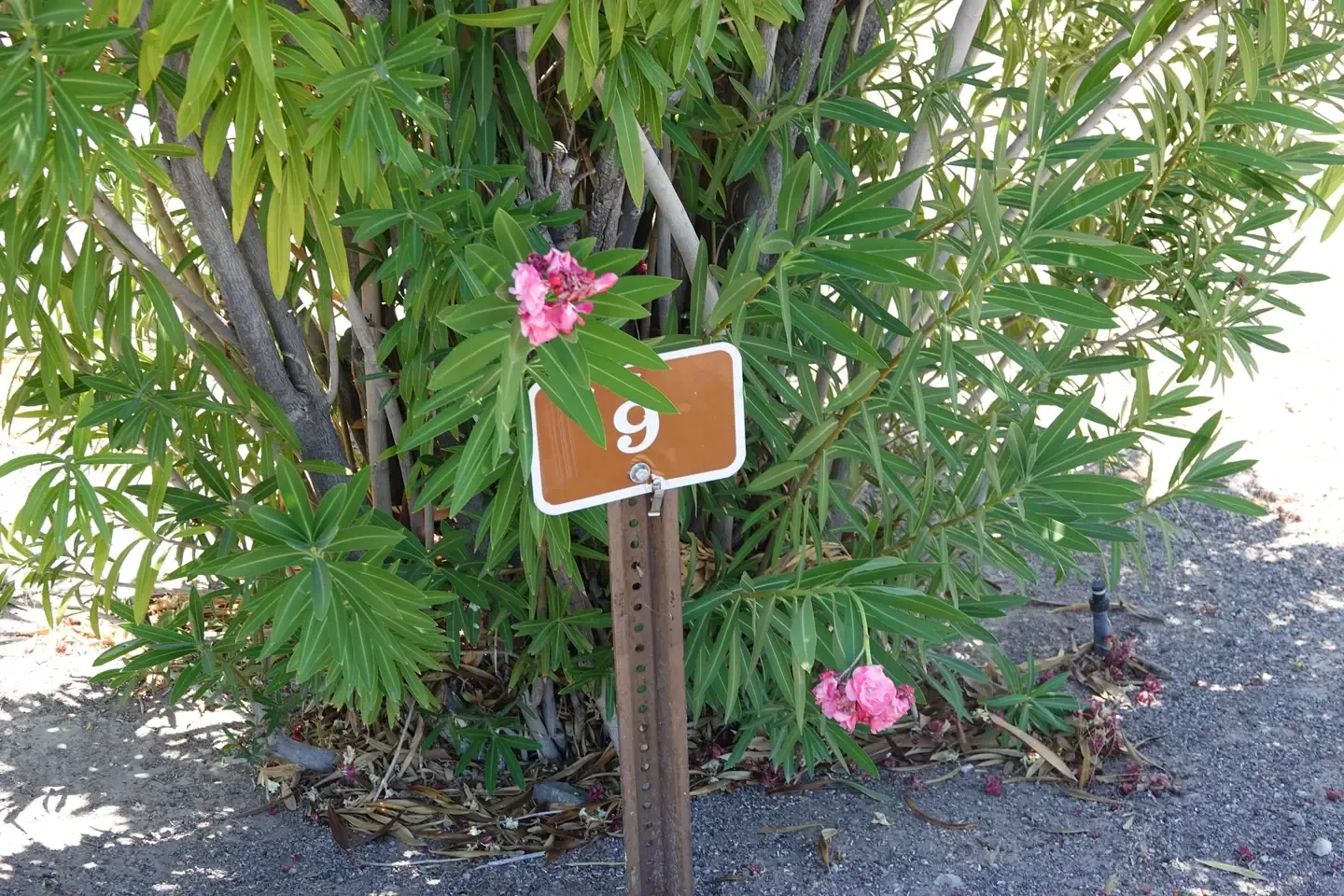 Site 9