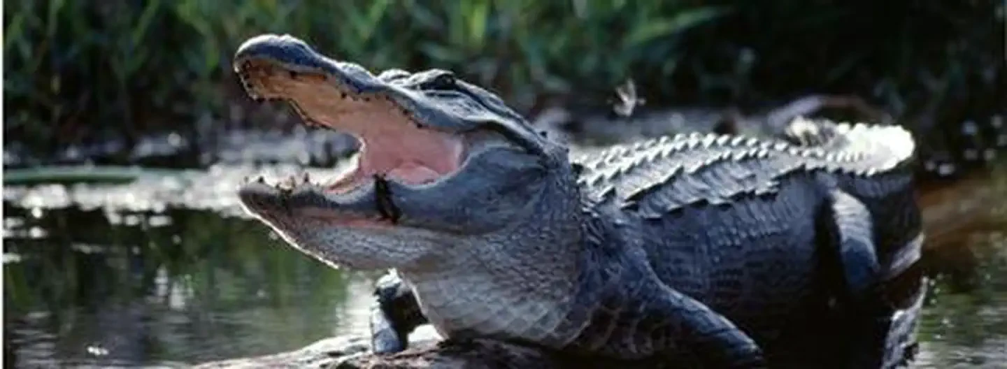 Okefenokee National Wildlife Refuge