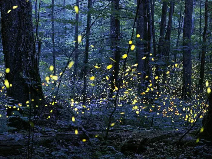 The Great Smoky Mountains Firefly Viewing Lottery