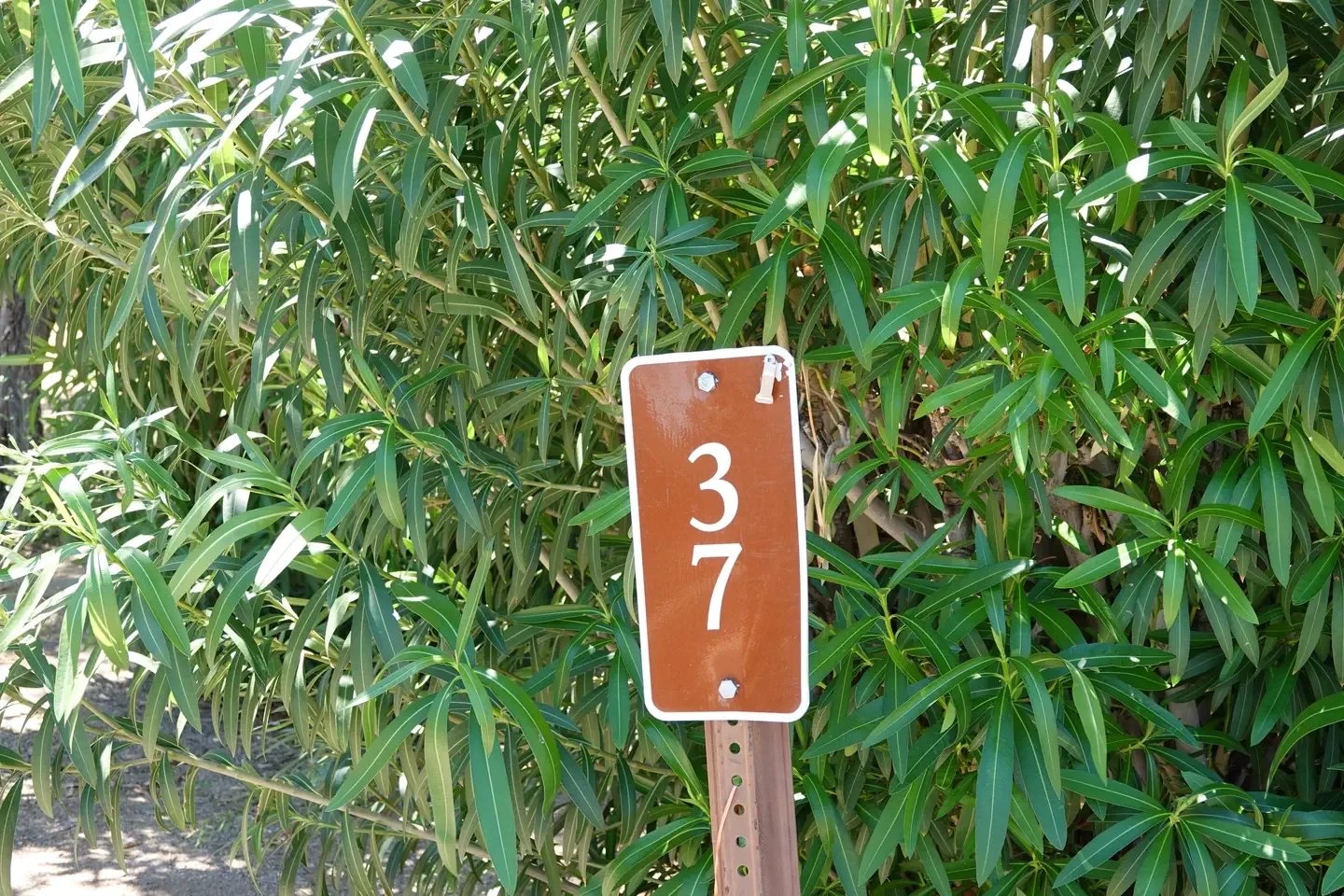 Site 37