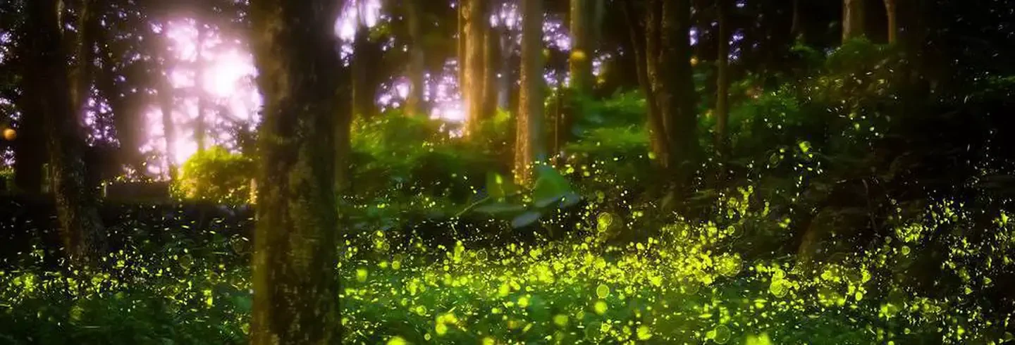 The Great Smoky Mountains Firefly Viewing Lottery