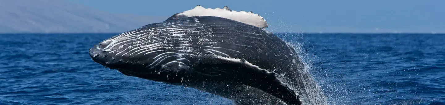 Hawaiian Islands Humpback Whale National Marine Sanctuary