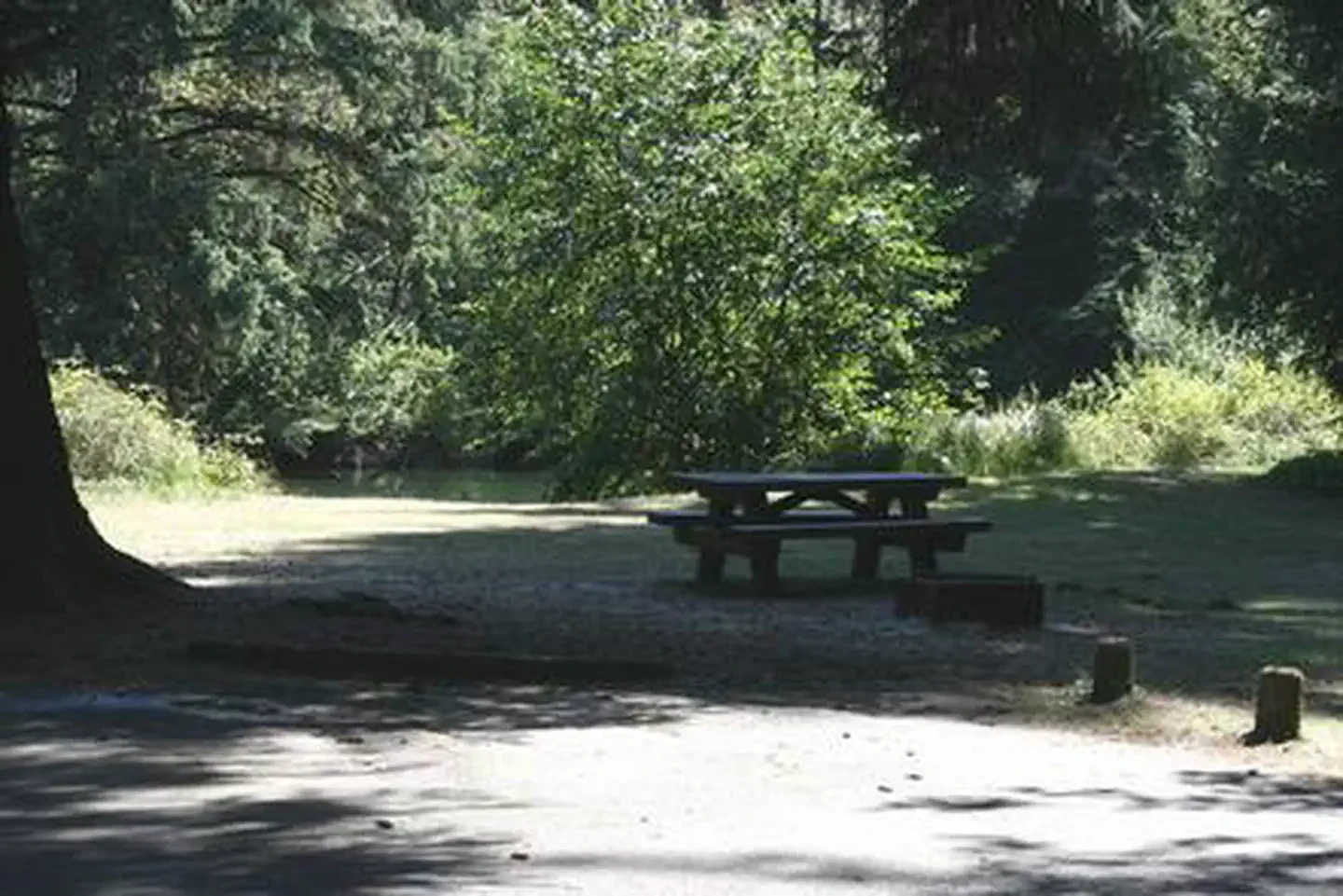 Tyee Campground - Oregon Dunes