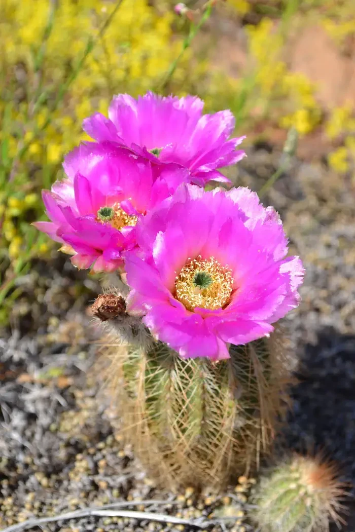 Charon's Garden Wilderness Permits
