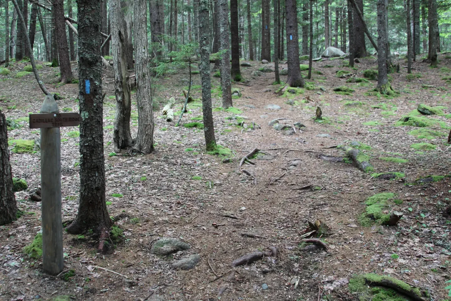 Blackwoods Campground