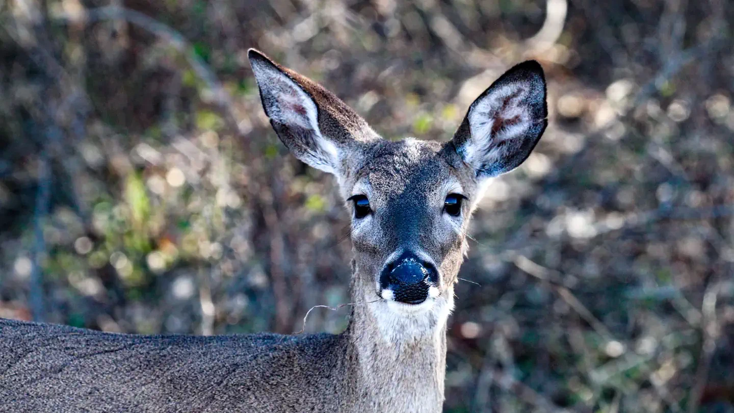 Whitney and Aquilla Lakes Public Hunting Permit
